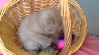 Шотландский вислоухий лиловый котик Шотландский вислоухий лиловый котик