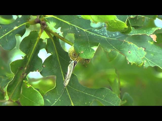 Purple Hairstreak