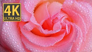 Mesmerizing Pink Roses - 4K Macro Video of Exquisite Floral Beauty screenshot 3