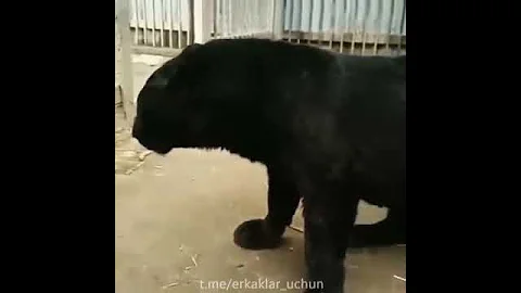 Чёрный тигр. 😈