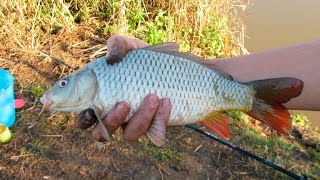 Catch fishing Carp Amazing Natural In Cambodia 🐟🎏 Family Sabay