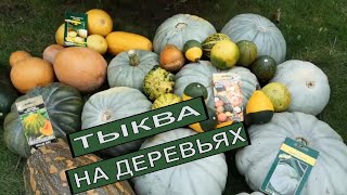 ЭКОНОМНОЕ ВЫРАЩИВАНИЕ ТЫКВЫ. СЕКРЕТЫ ВЫРАЩИВАНИЯ ТЫКВЫ. ДЕКОРАТИВНАЯ ТЫКВА.