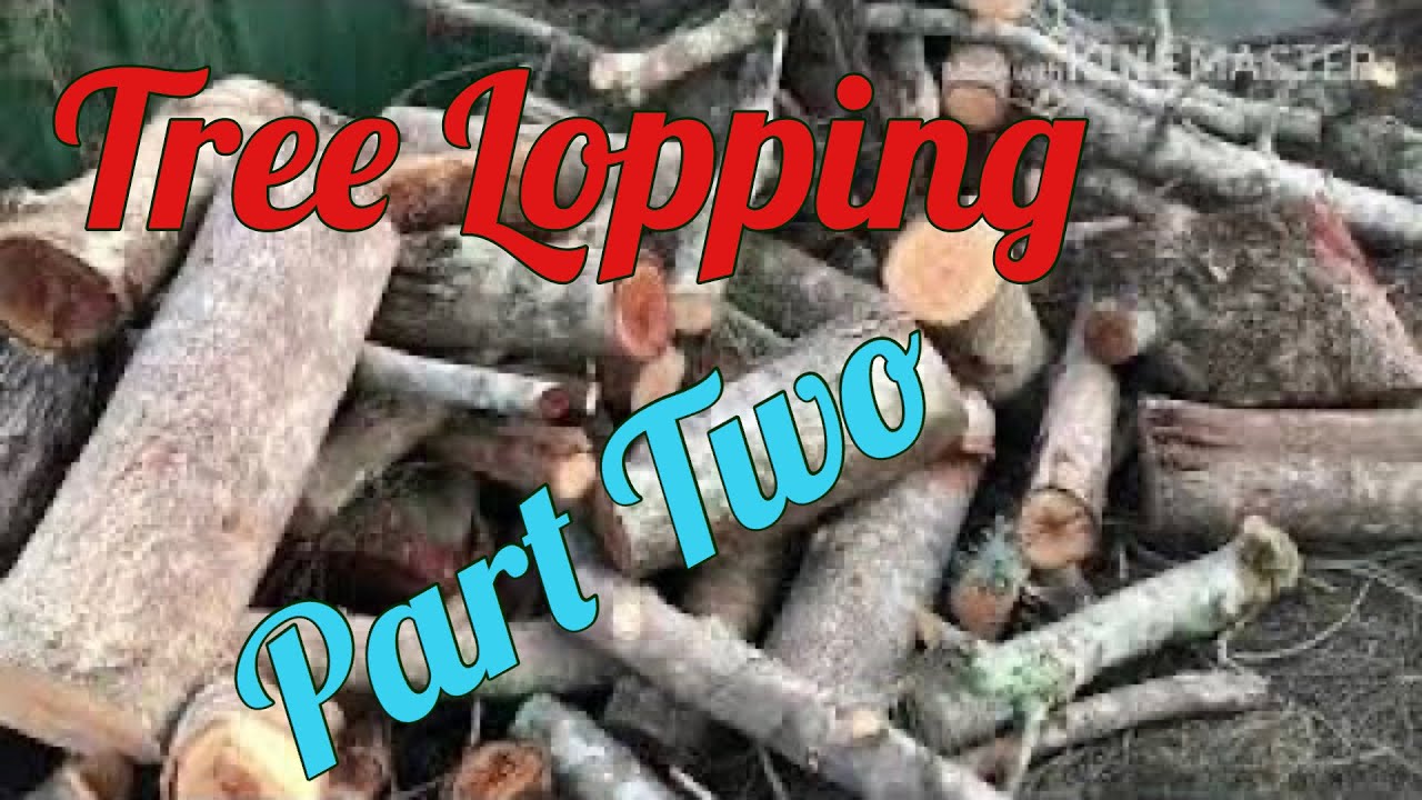 Tree Lopping Part Two Chainsaw YouTube