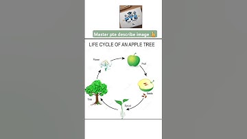 Life Cycle of an Apple Tree | Easy Explanation for PTE Describe Image