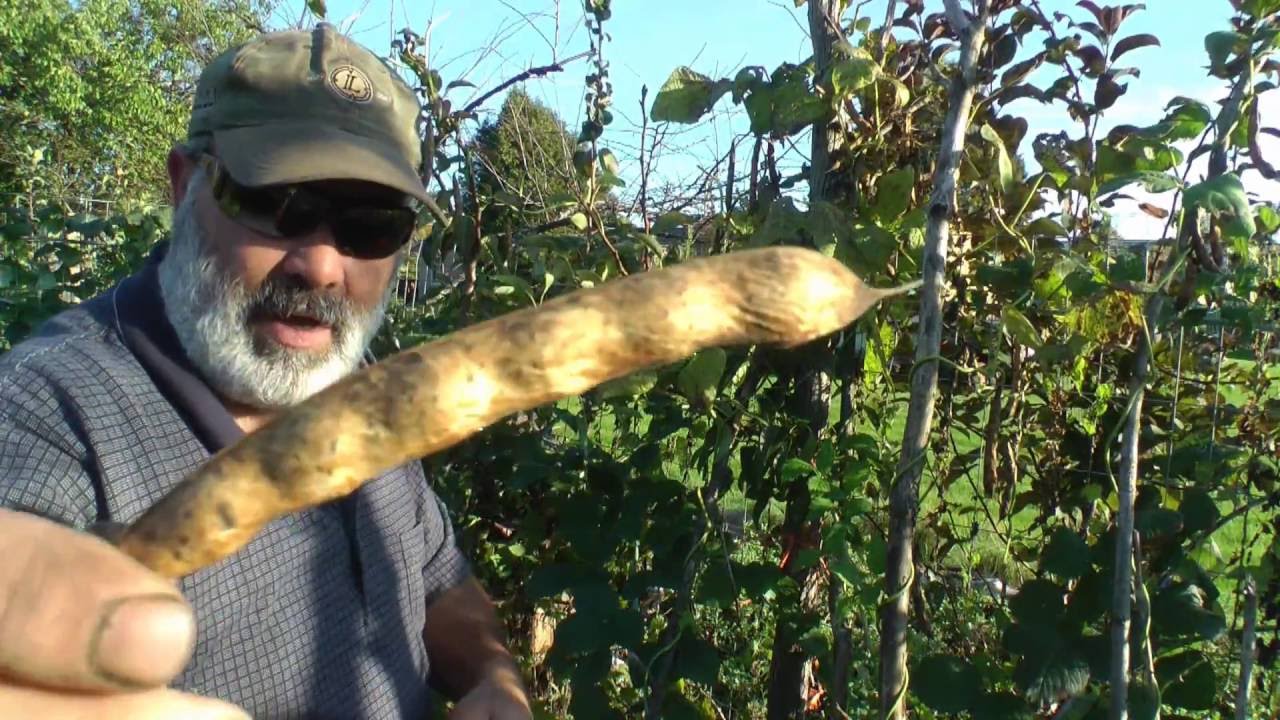 Harvesting dry beans is nice work if you can find it - YouTube
