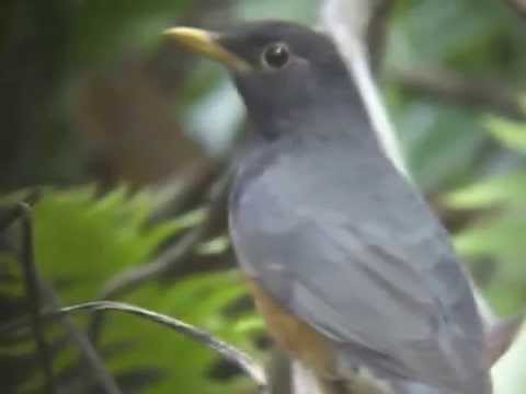 Black-Breasted Thrush 