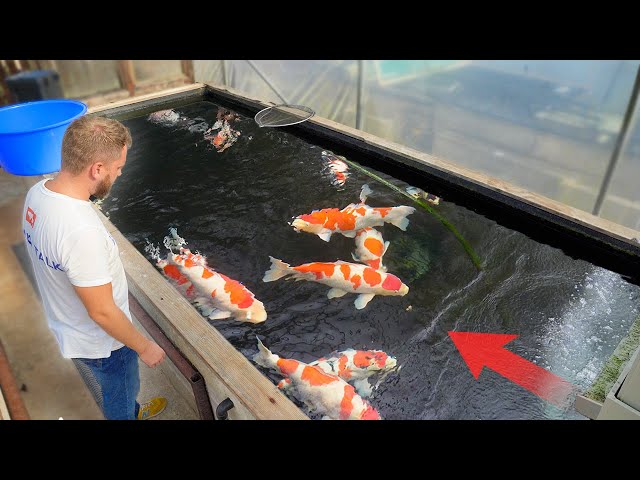 This is the UK's LARGEST Koi Fish Facility! class=