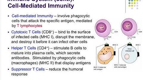 Pathophysiology Ch 10 Alterations in Immune Function