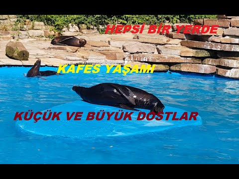 ALMANYA`DA HAYVANAT BAHÇESİ-BÜTÜN CANLILAR(YAŞAMIN İÇİNDEN)