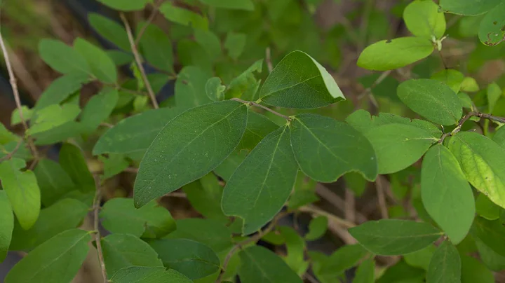 Lonicera tatarica -  Tatarian Honeysuckle - DayDayNews