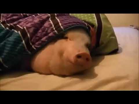 свиня под одеялом - YouTube