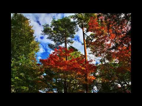 感激を求めて 福満(ふくまん)虚空藏(こくぞう)菩薩 圓藏寺(えんぞうじ)11月8日