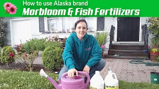 Fertilizing  How to use Alaska brand Morbloom and Fish Emulsion