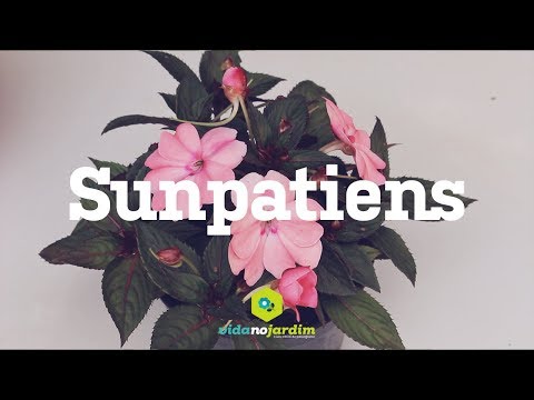 Sunpatiens