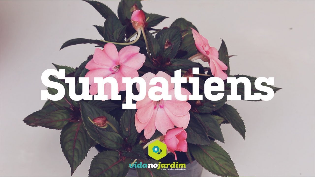 Sunpatiens - thptnganamst.edu.vn