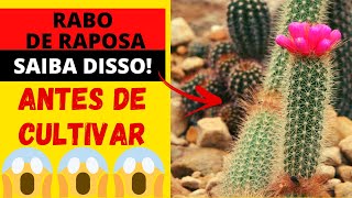 🔴CACTO RABO DE RAPOSA - DESCUBRA DETALHES DE COMO CUIDAR PRA TER LINDAS  FLORES NESSA PLANTA INCRÍVEL - thptnganamst.edu.vn