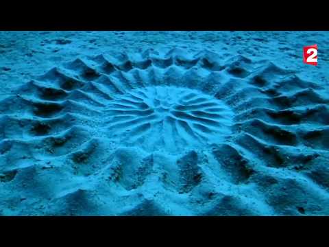 Un Poisson Ballon Dessine Une Rosace Parfaite Sur Le Sable