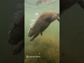 “Jaguar vs Capibara 🐆🦦 | Duelo Épico en la Selva” Encuentro salvaje