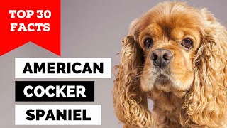 99% of American Cocker Spaniel Dog Owners Don't Know This