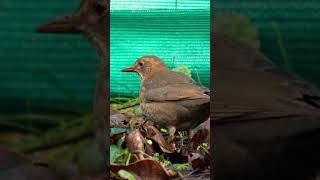 The brown bird-looking food on dry leaves shorts cute bird birdwatching