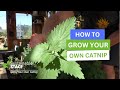 How To Grow Your Own Catnip