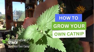 How To Grow Your Own Catnip