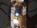 #Boxer dog transformation short😎#shorts#viral