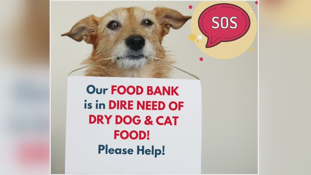 Baltimore Humane Society Asks For Dry Dog, Cat Food Donations YouTube