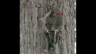 Helping Birds Survive a Cold Snap [NARRATED]