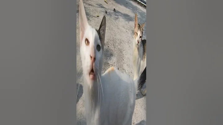 Watch the video about Adorable Kittens Steal the Show! ✨😻 #cat #kitten #shorts #cute