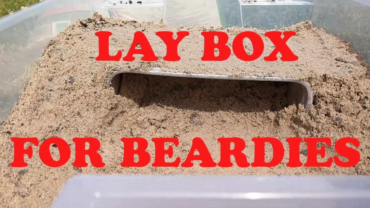 argentine tegu vs columbian Making A Lay Box For A Bearded Dragon