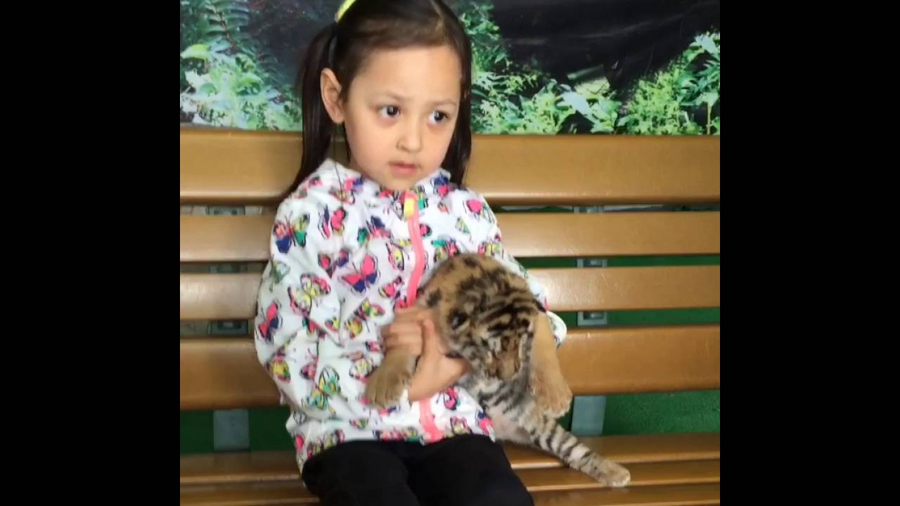 mexican chinese mix race baby girl with baby tiger youtube