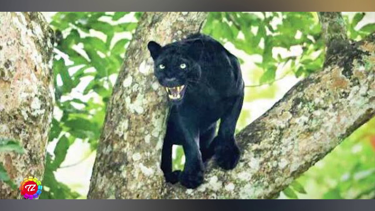 Kenneth Anderson leh Keite Bung 12na (Chordi Khaw Keipui Bak Buk) Last Episode