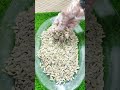 sunflower seeds benefits #sunflower #foodshorts #food #seeds #satisfying #shortsfeed #shorts