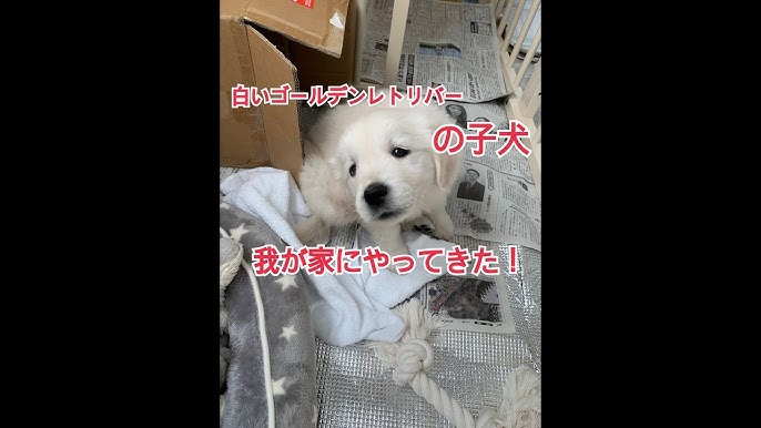 白いゴールデンレトリバーの子犬がやってきた Youtube 白いゴールデンレトリバーの子犬がやってきた Youtube