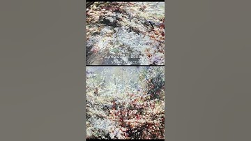 Encaustic impressionism by Suus Suiker