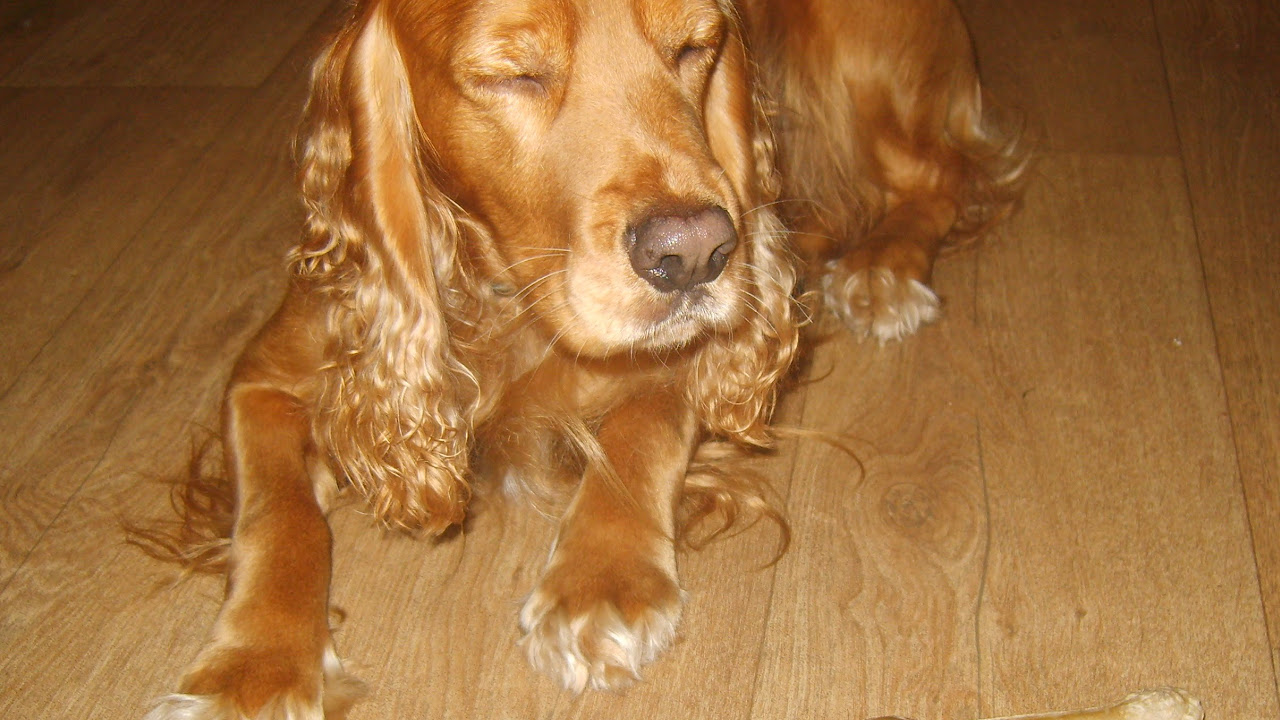 что делать, если собака ест