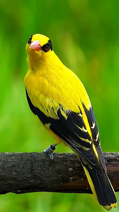 Kepodang - Oriolus chinensis sound #birds