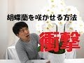 誰でも簡単に胡蝶蘭（ラン）の花を咲かせる方法・胡蝶蘭の簡単な育て方/Flower TV