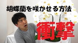 誰でも簡単に胡蝶蘭（ラン）の花を咲かせる方法・胡蝶蘭の簡単な育て方/Flower TV