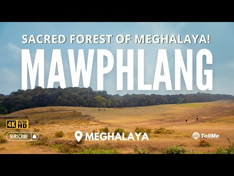 Video: Meghalaya Mawphlangi püha mets: reisijuht