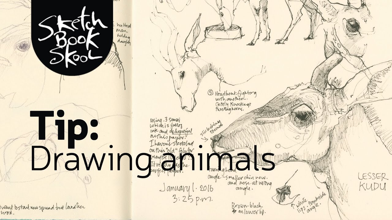 7 Free Tips on Drawing Animals - YouTube