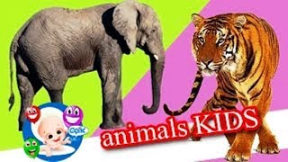 Animals at the Zoo. Learn Safari Wild ZOO Animals Names