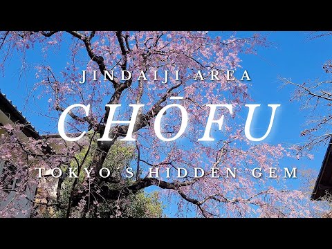 spending a day in chofu // must-see temple in tokyo // japanese camelia // living in tokyo vlog