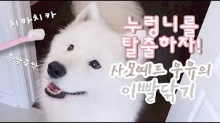 [ENG Sub] 착한 사모예드 댕댕이의 간식먹고 이빨닦기