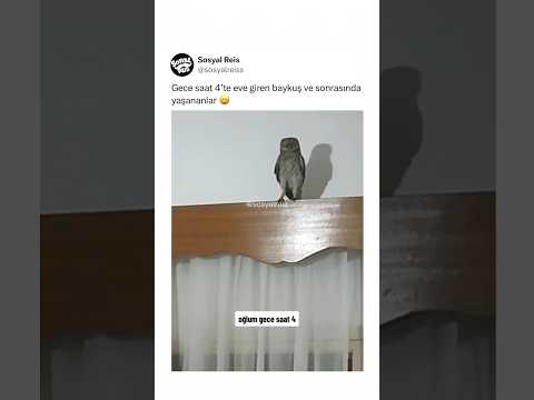 Video: Ev baykuşları. Baykuş - fotoğraf. gece yırtıcı kuş