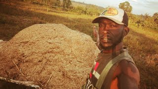 HOW TO MAKE ANIMAL FEEDS from Dried maize stalks. #africa #villagelife