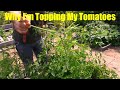 Why I'm "Topping" my Tomato Plants in Late August