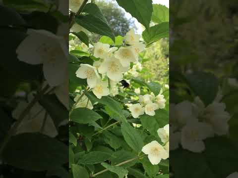 Video: Chubushnik (94 Bilder): Beskrivning Av Trädgårdsjasmin. Varför Blommar Inte Busken? Plantera Chubushnik Virginsky Och Andra Sorter För Sibirien Och Andra Platser