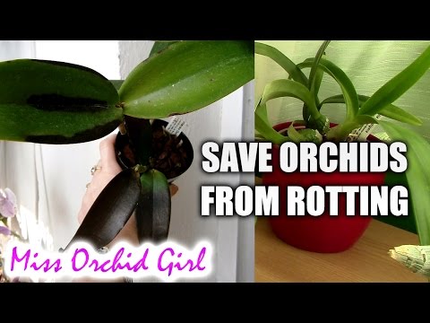 How to save Orchids with Black Rot